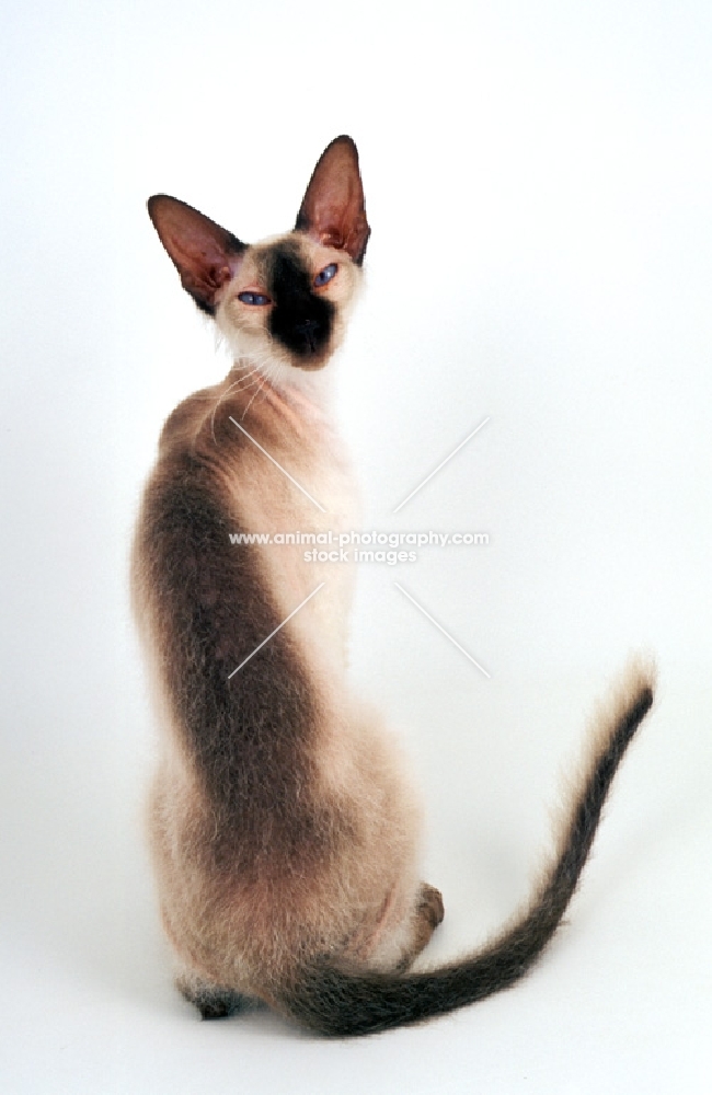 female Peterbald cat