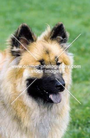 Eurasier dog, portrait