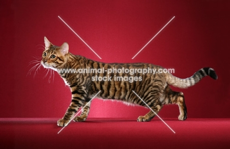 Toyger cat walking on red background