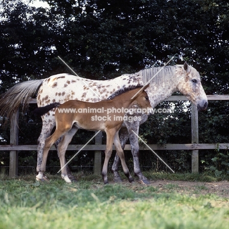 Appaloosa mare and foal