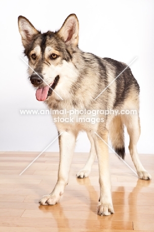 Native American Indian dog standing on wooden floor