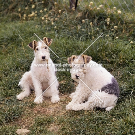 wire fox terrier puppies sitting on grass