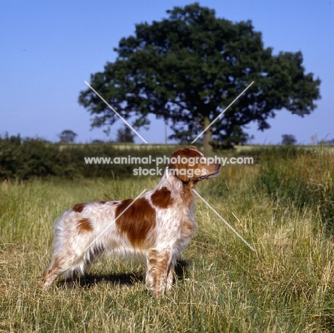  sonnenberg viking, brittany standing in a field