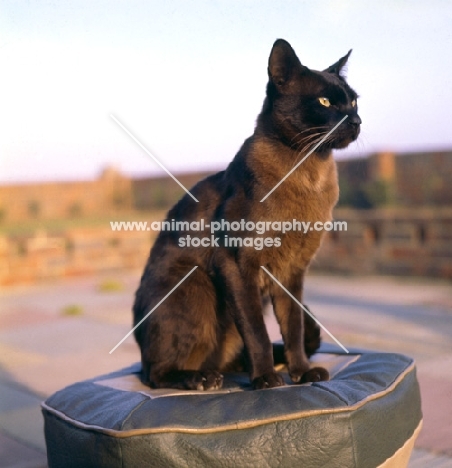 Burmese brown cat sitting on leather cushion in beautiful sunlight