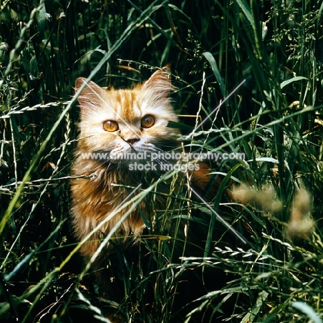 red tabby long hair cat