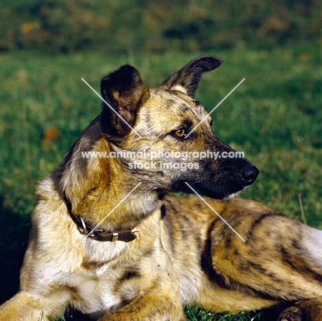 lurcher lying down 