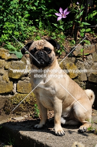 Retro Pug cross between pug and Parson Russell Terrier to improve breathing due to longer nose