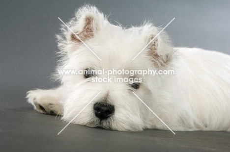 West Highland White puppy resting on a grey background