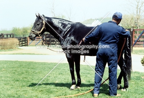 groom hosing a thoroughbred in usa