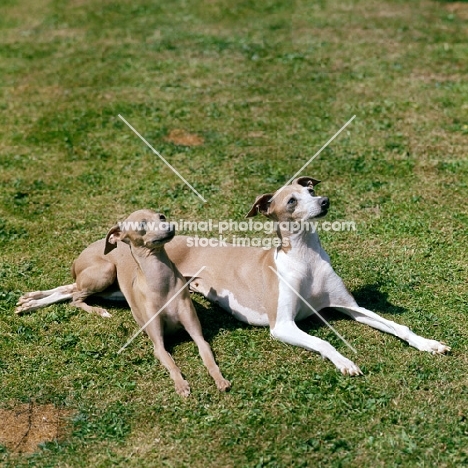 italian greyhound and puppy lying grass