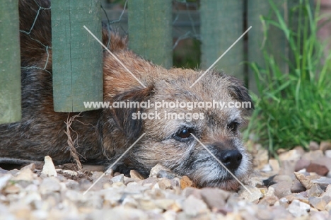 Border terrier under fence