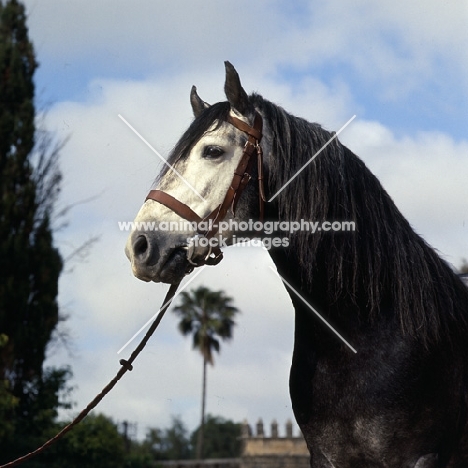 barb stallion at temara, morocco, head study