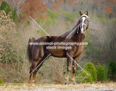 Tennessee Walking Horse standing near greenery
