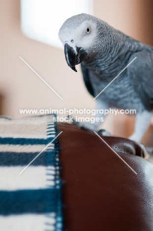 African Grey Parrot on sofa