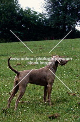 undocked weimaraner