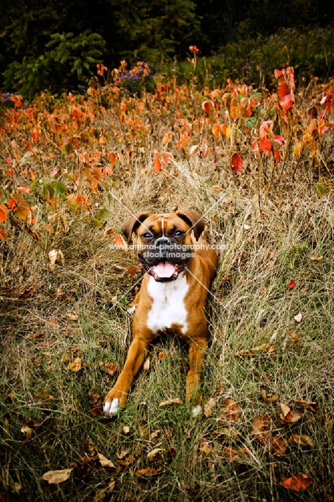 Boxer laying in clearing