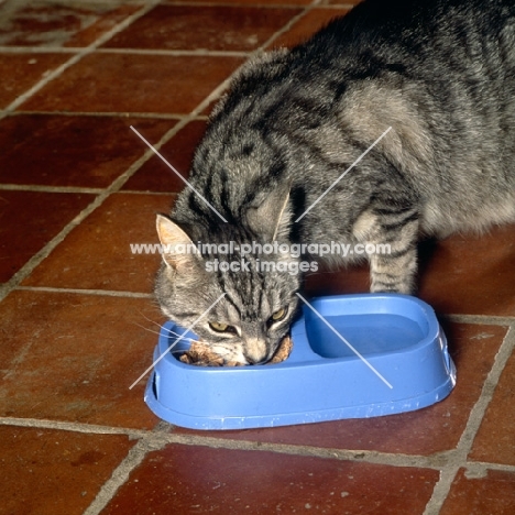feral x cat, ben, eating from a double dish
