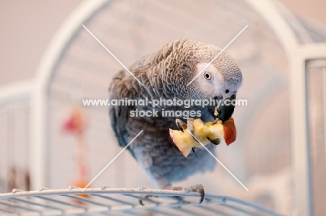African Grey Parrot eating apple