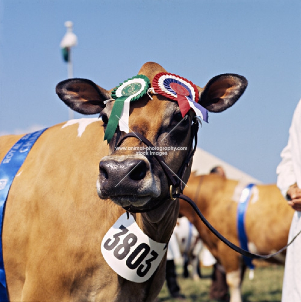 jester's dream, jersey cow head study, at show