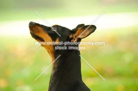 Miniature Pinscher profile