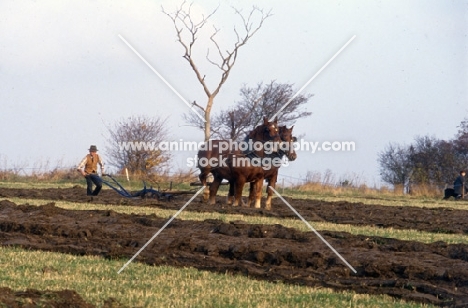 suffolk punch horses ploughing  in competition at paul heiney's farm 