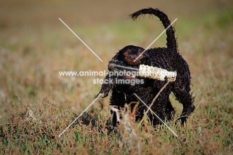 American Water Spaniel retrieving dummy