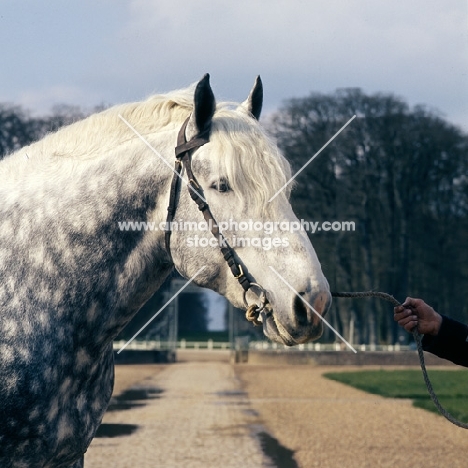 espoir, percheron stallion at haras du pin