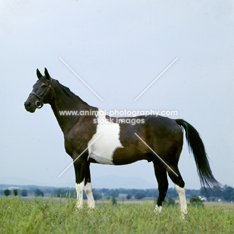 pinto in usa