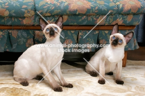 two seal point Siamese cats near a sofa