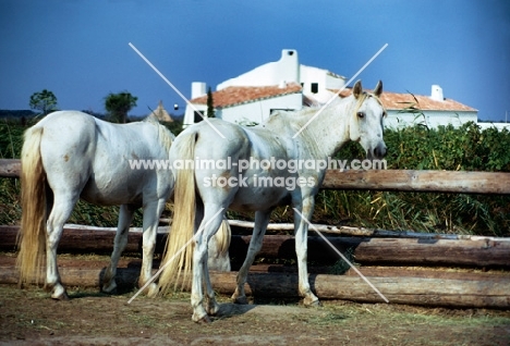 two camargue ponies standing near a fence