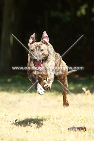 Lurcher running fast