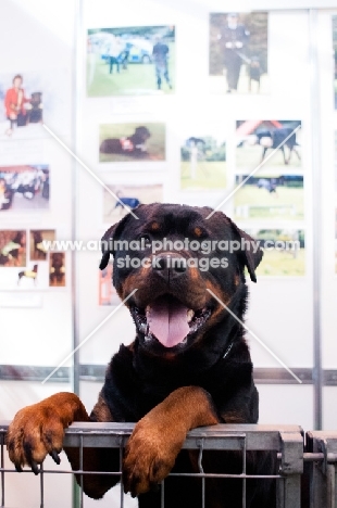 Friendly Rottweiler begging for cuddles inside pen at Crufts
