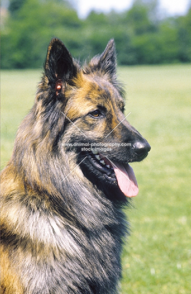 Nederlandse Herder - dutch sheepdog - long coat