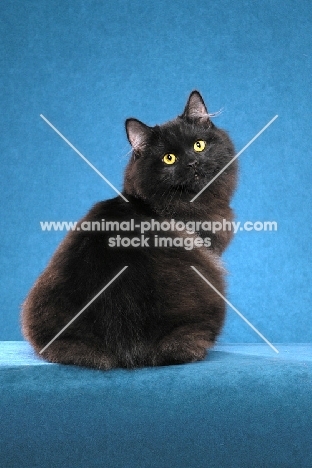 black Cymric cat on blue background