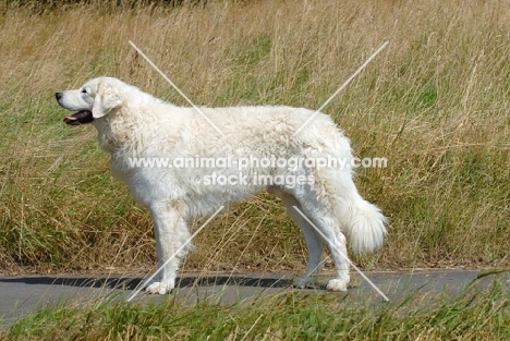 Hungarian Kuvasz side view