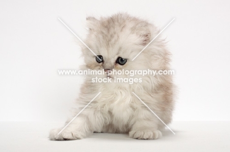 Chinchilla Silver Persian kitten