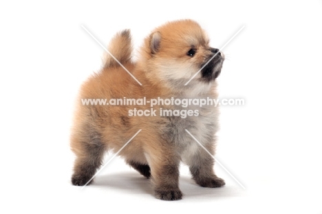 Pomeranian puppy standing on white background