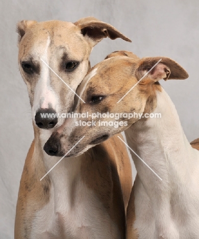 two Whippets trusting each other