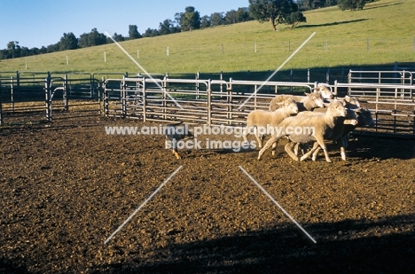 Kelpie puppy experiencing sheep on Australian farm