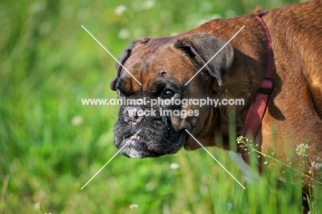 boxer in a field