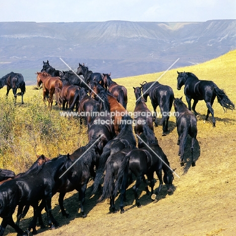 Taboon of Kabardine colts in Caucasus mountains