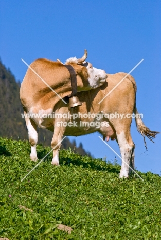 cow wearing bell