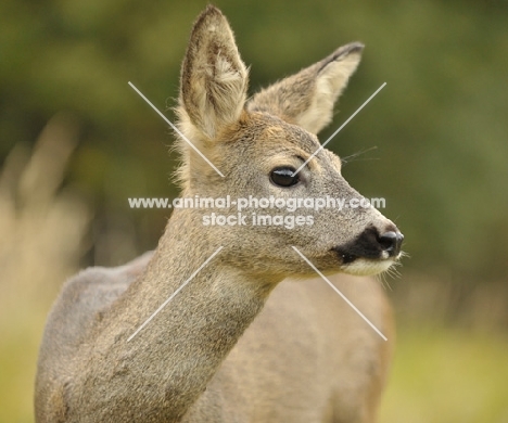 Roe Deer portrait