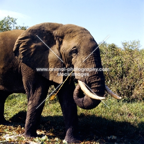 elephant eating in queen elizabeth np
