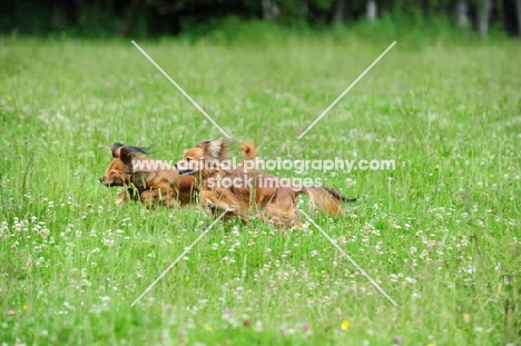 two Russian Toy Terriers running in grass together
