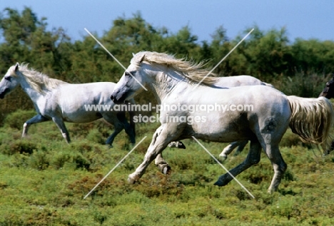 camargue ponies running 