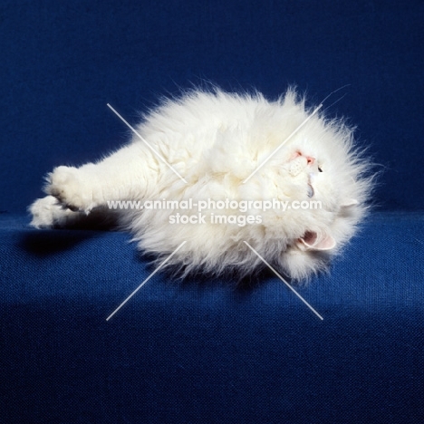 blue eyed white long hair cat rolling