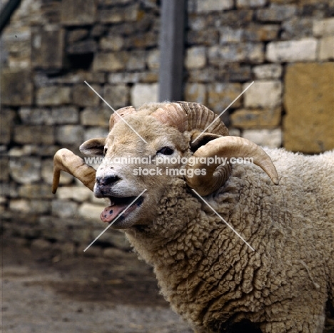 portland ram baaring