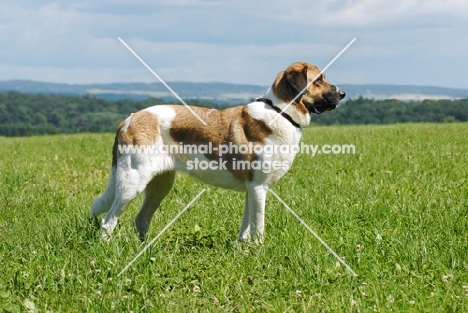 transmontano mastiff, portuguese herder, in field
