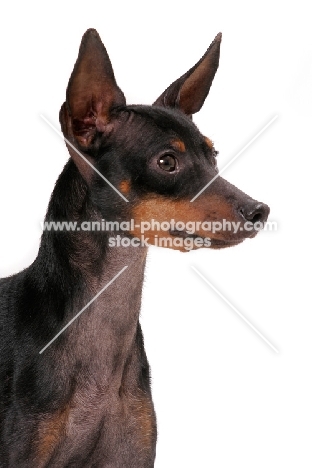 English Toy Terrier on white background, portrait